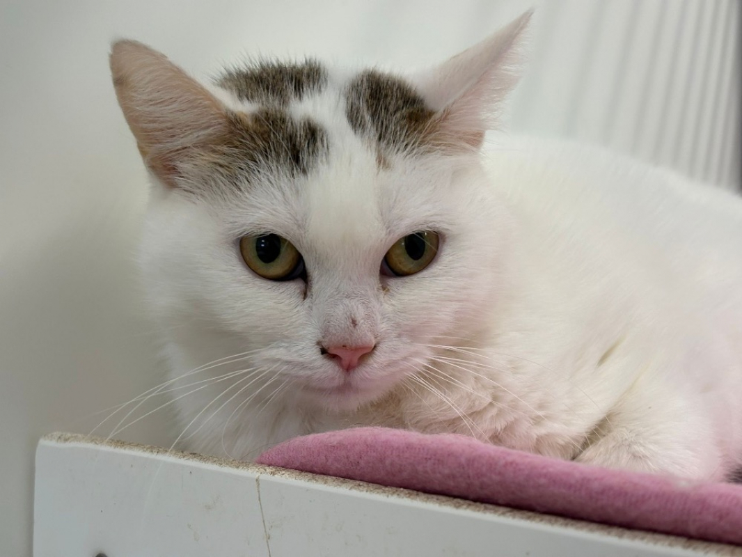 Photo #2 de Raclette