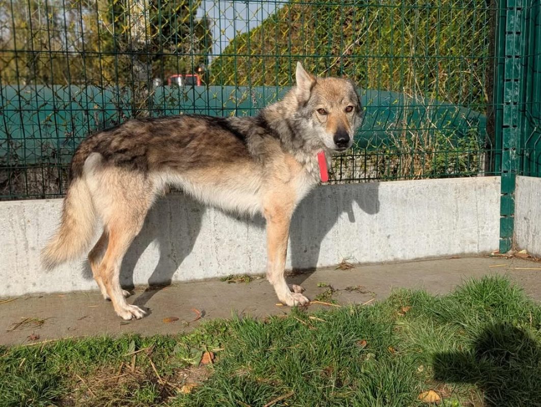 Larkhos - Chien à adopter
