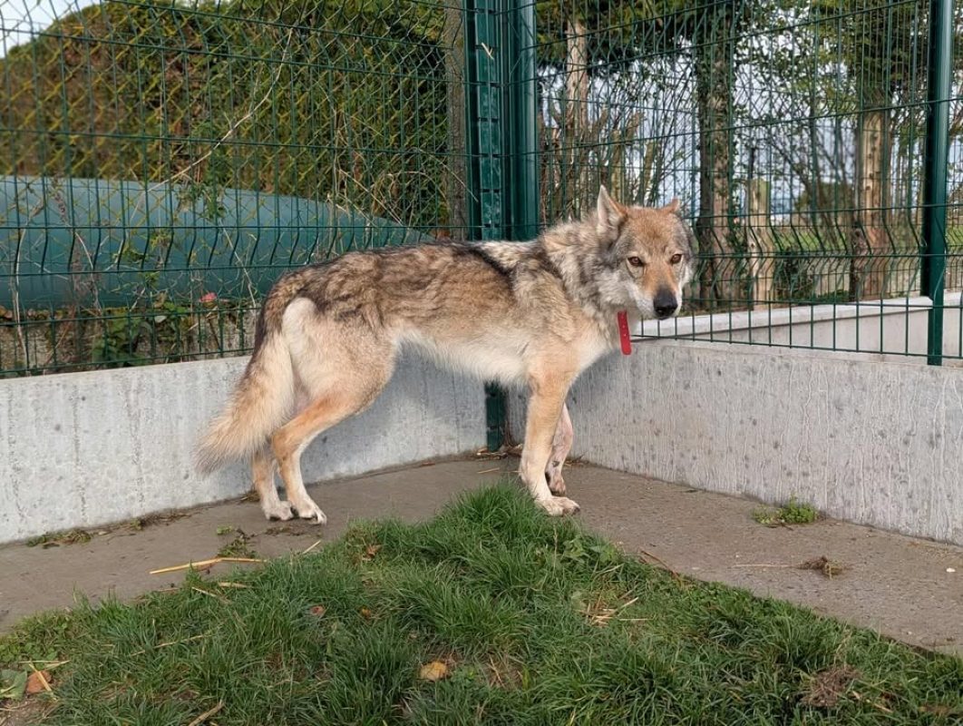 Larkhos - Chien à adopter - photo 2