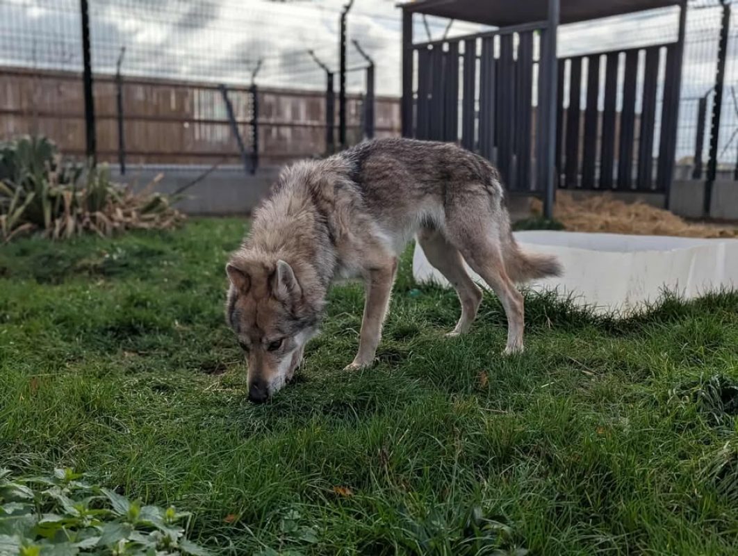 Larkhos - Chien à adopter - photo 3