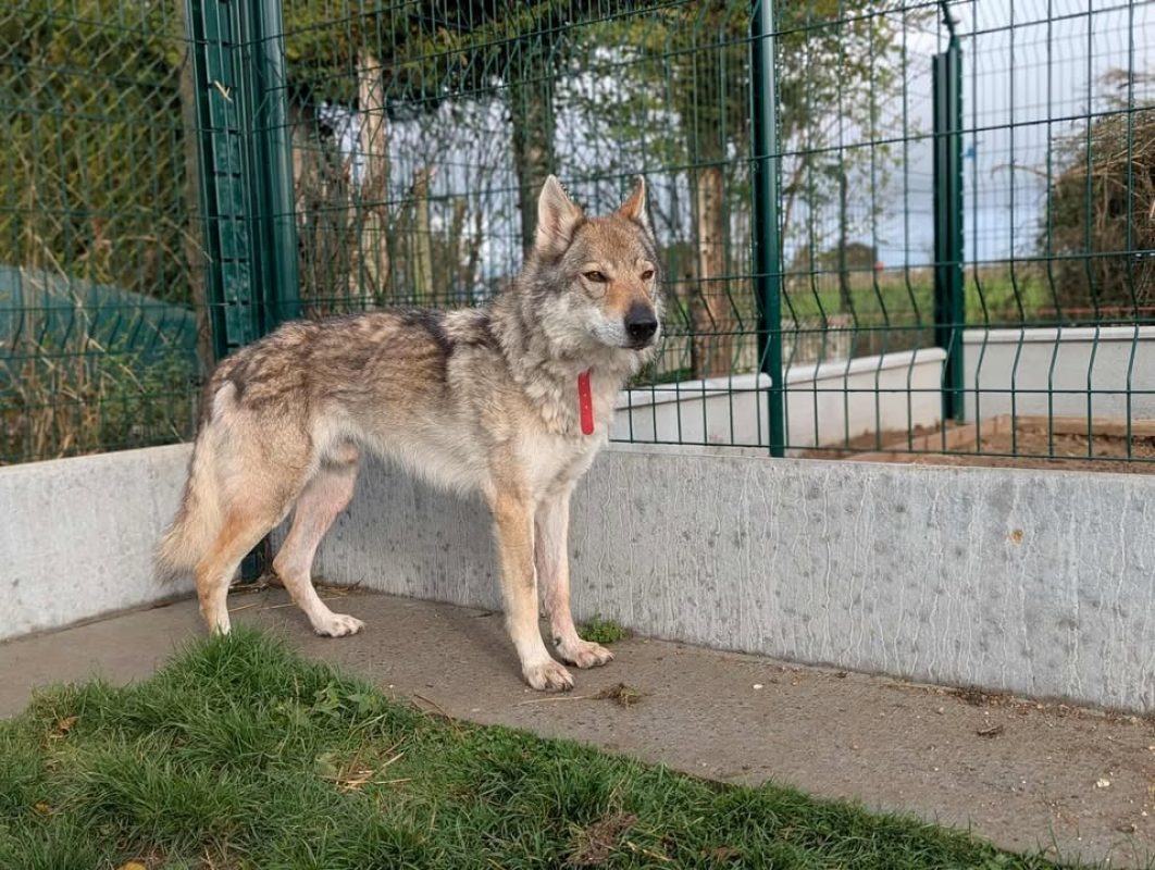 Larkhos - Chien à adopter - photo 4