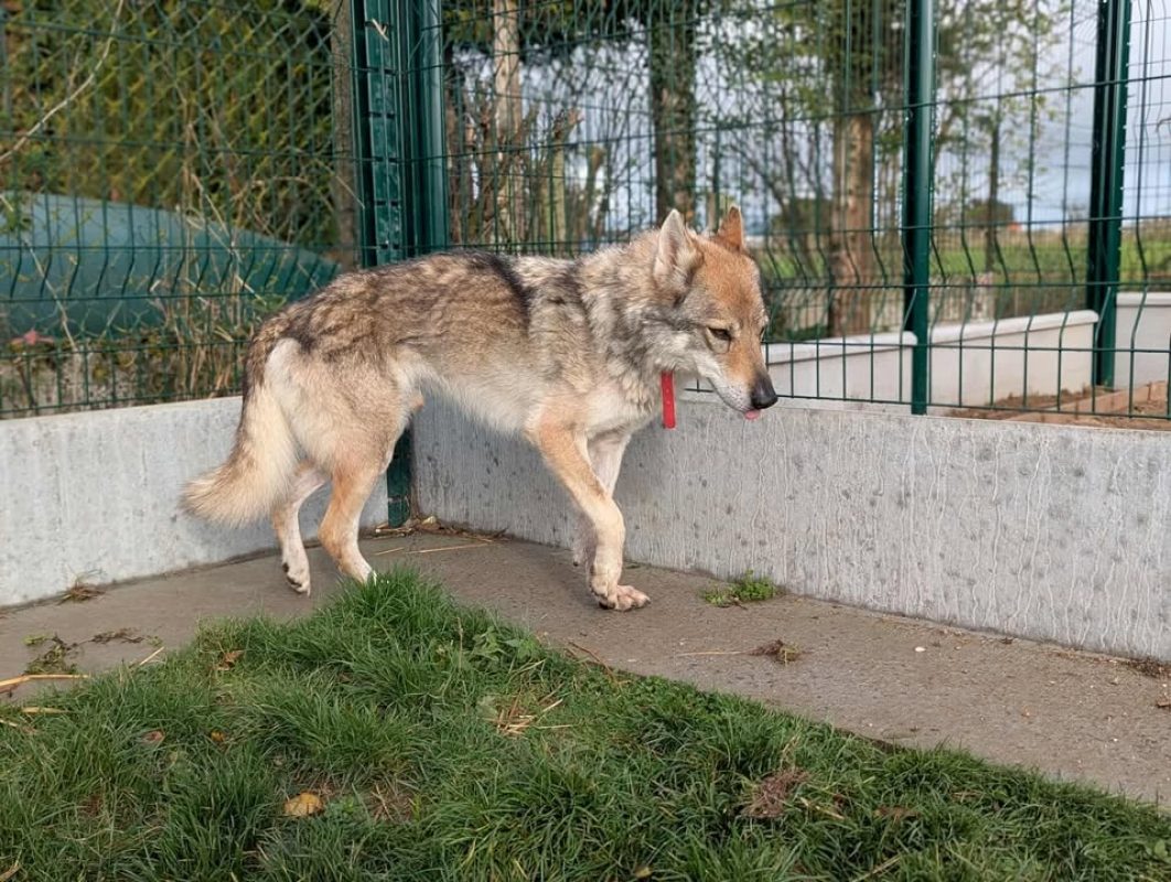 Larkhos - Chien à adopter - photo 5