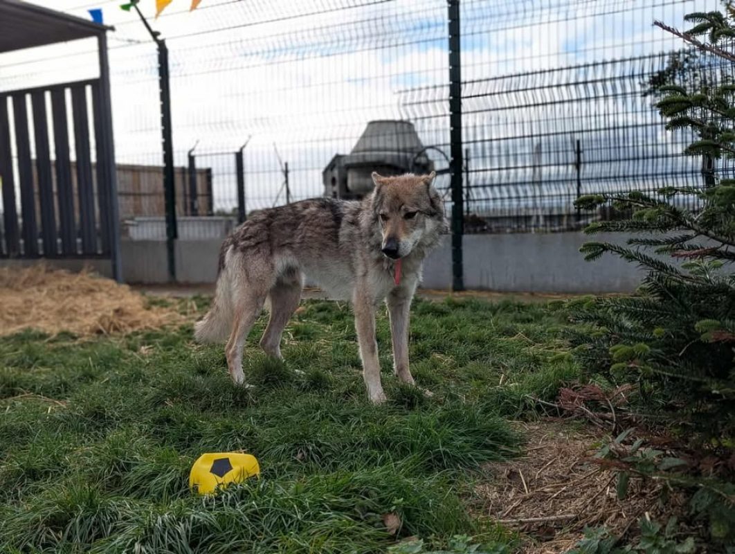 Larkhos - Chien à adopter - photo 6