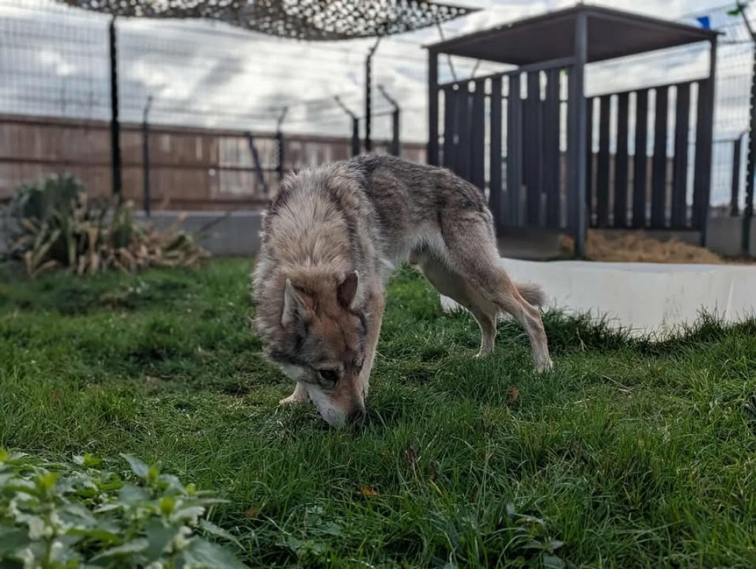 Larkhos - Chien à adopter - photo 7