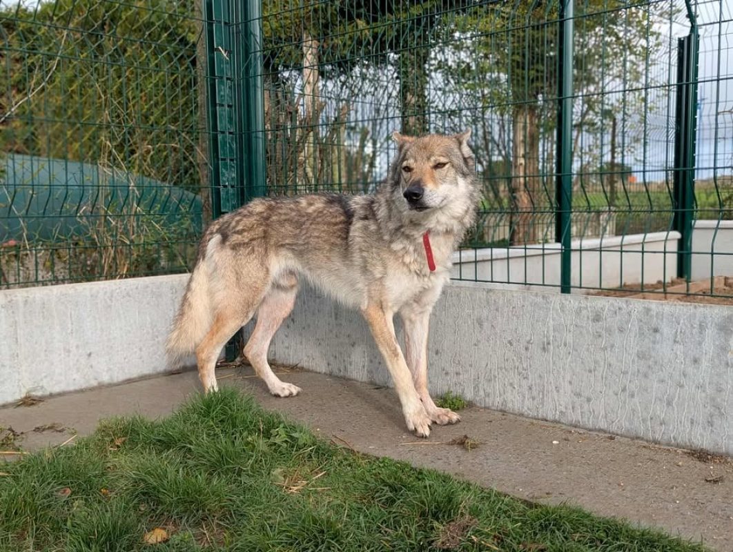Larkhos - Chien à adopter - photo 8