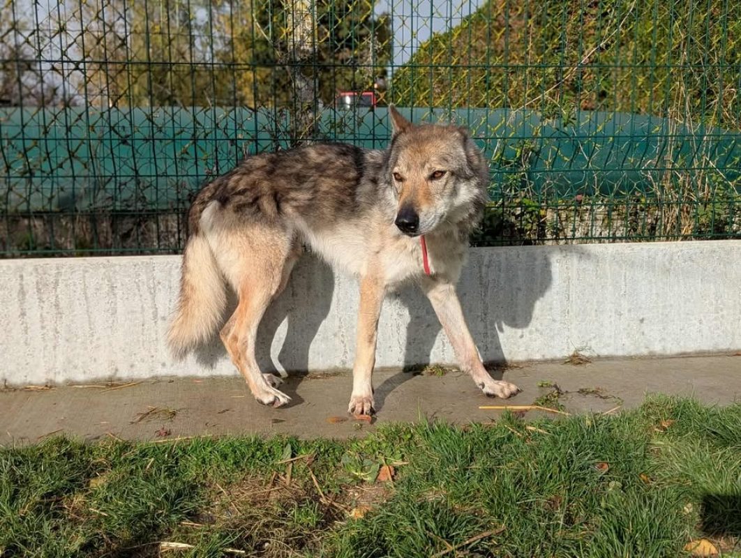 Larkhos - Chien à adopter - photo 9