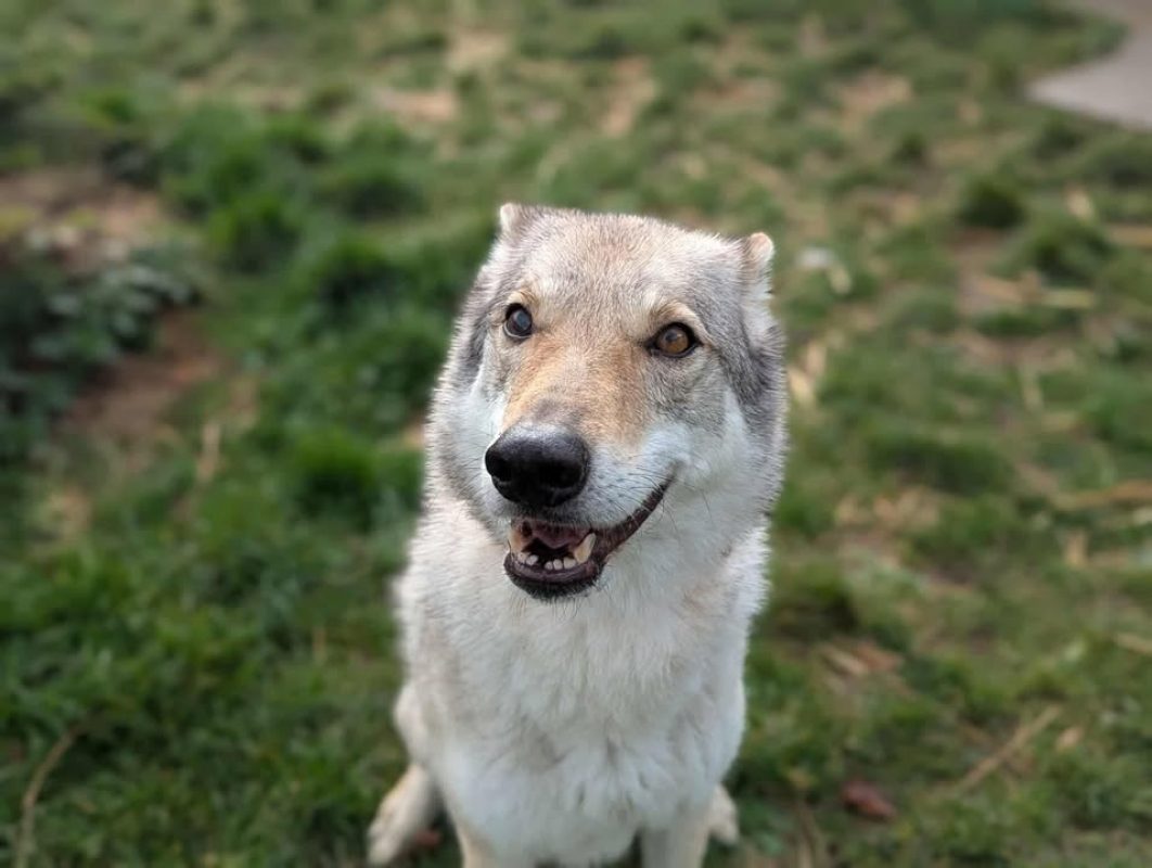 Arya - Chien à adopter
