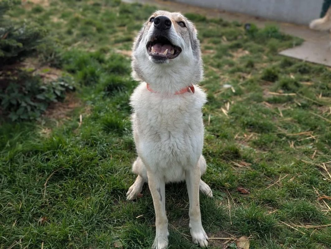 Arya - Chien à adopter - photo 2