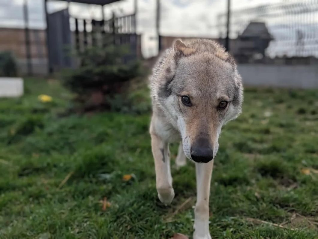 Arya - Chien à adopter - photo 3