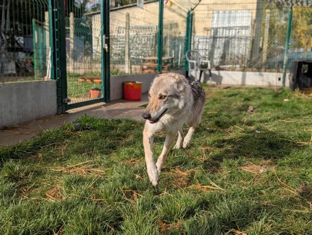 Arya - Chien à adopter - photo 4