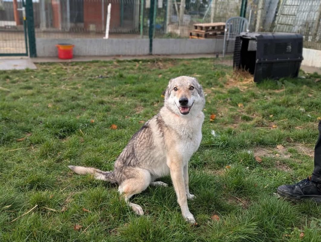 Arya - Chien à adopter - photo 5