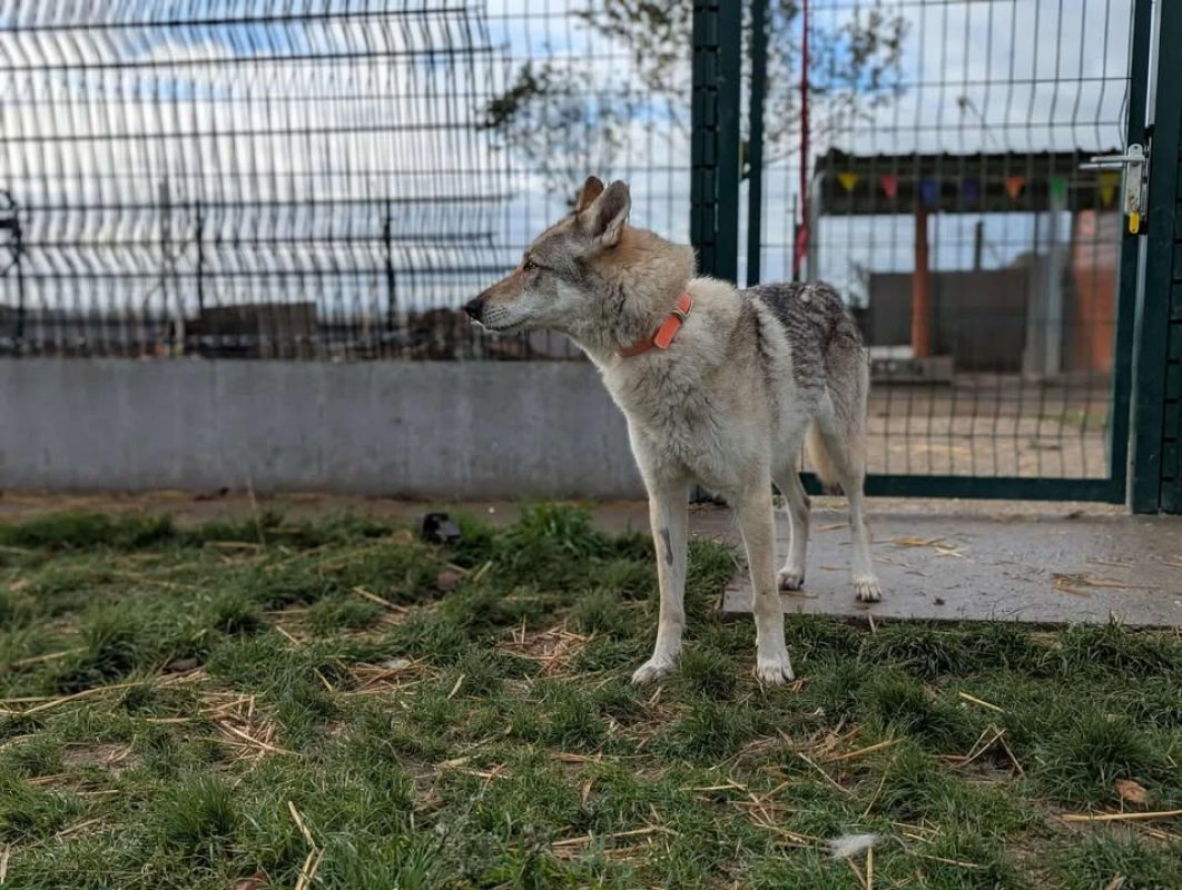 Arya - Chien à adopter - photo 6