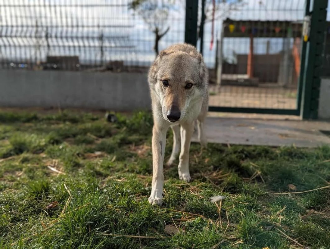 Arya - Chien à adopter - photo 7