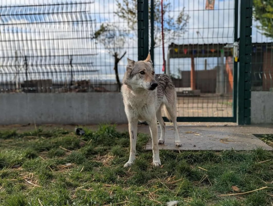 Arya - Chien à adopter - photo 8