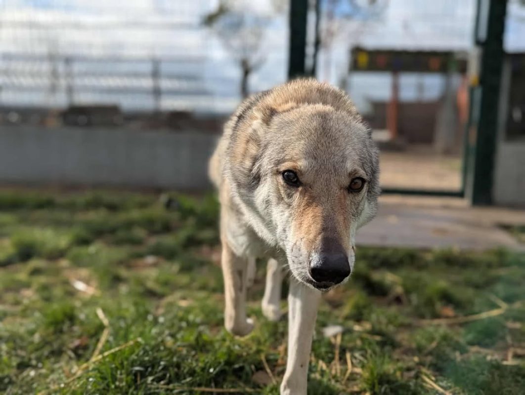 Arya - Chien à adopter - photo 9