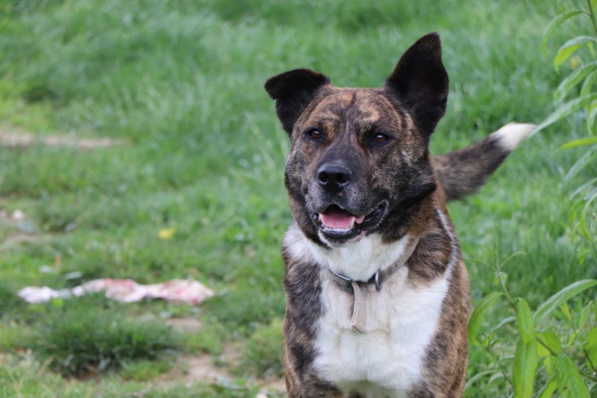 Simba - Chien Akita Inu à adopter