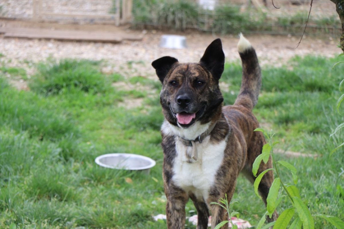 Simba - Chien Akita Inu à adopter - photo 2