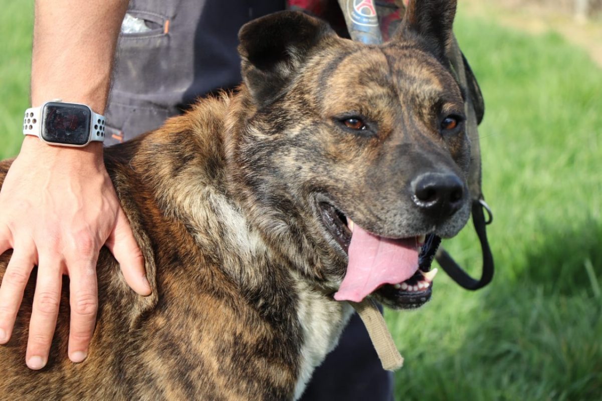 Simba - Chien Akita Inu à adopter - photo 3
