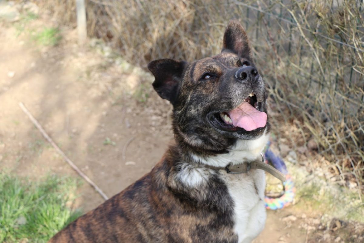 Simba - Chien Akita Inu à adopter - photo 4