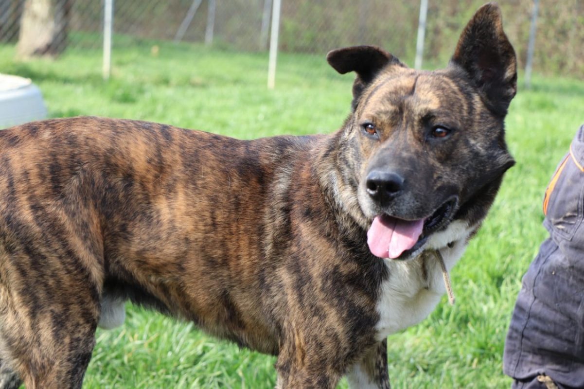 Simba - Chien Akita Inu à adopter - photo 6
