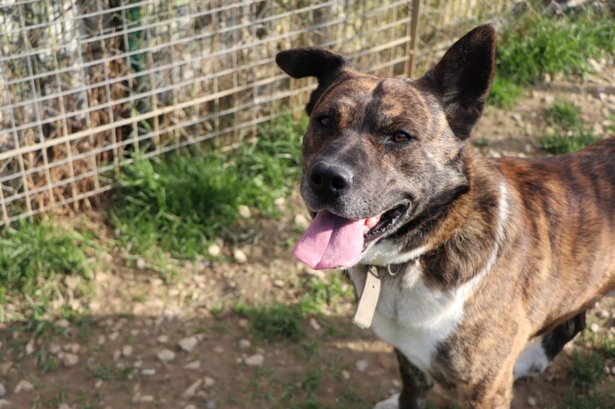 Simba - Chien Akita Inu à adopter - photo 7