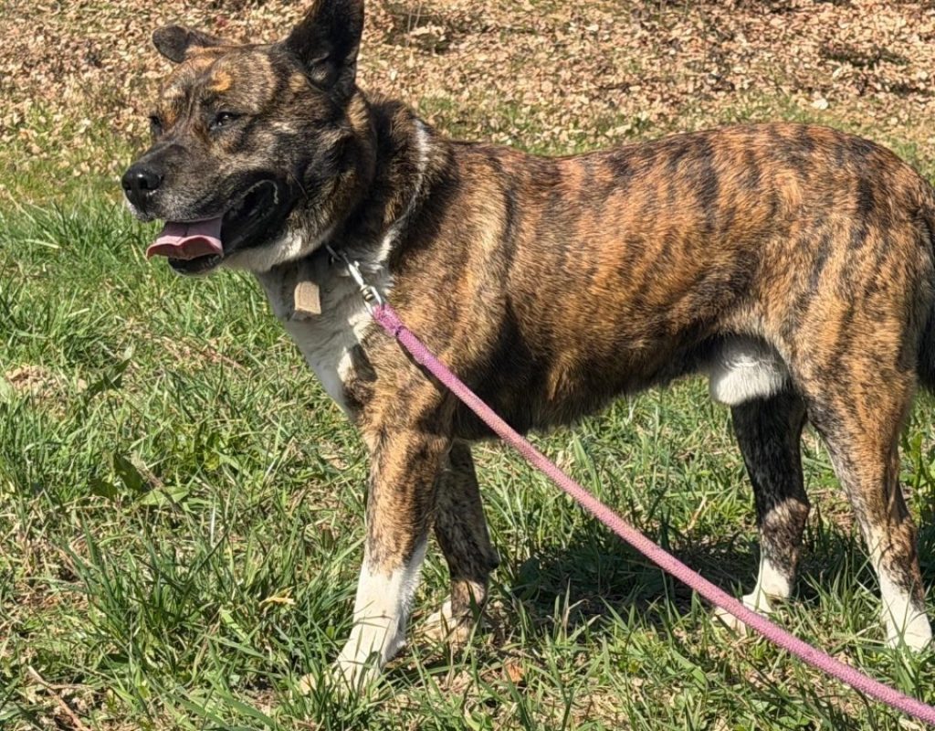 Simba - Chien Akita Inu à adopter - photo 8