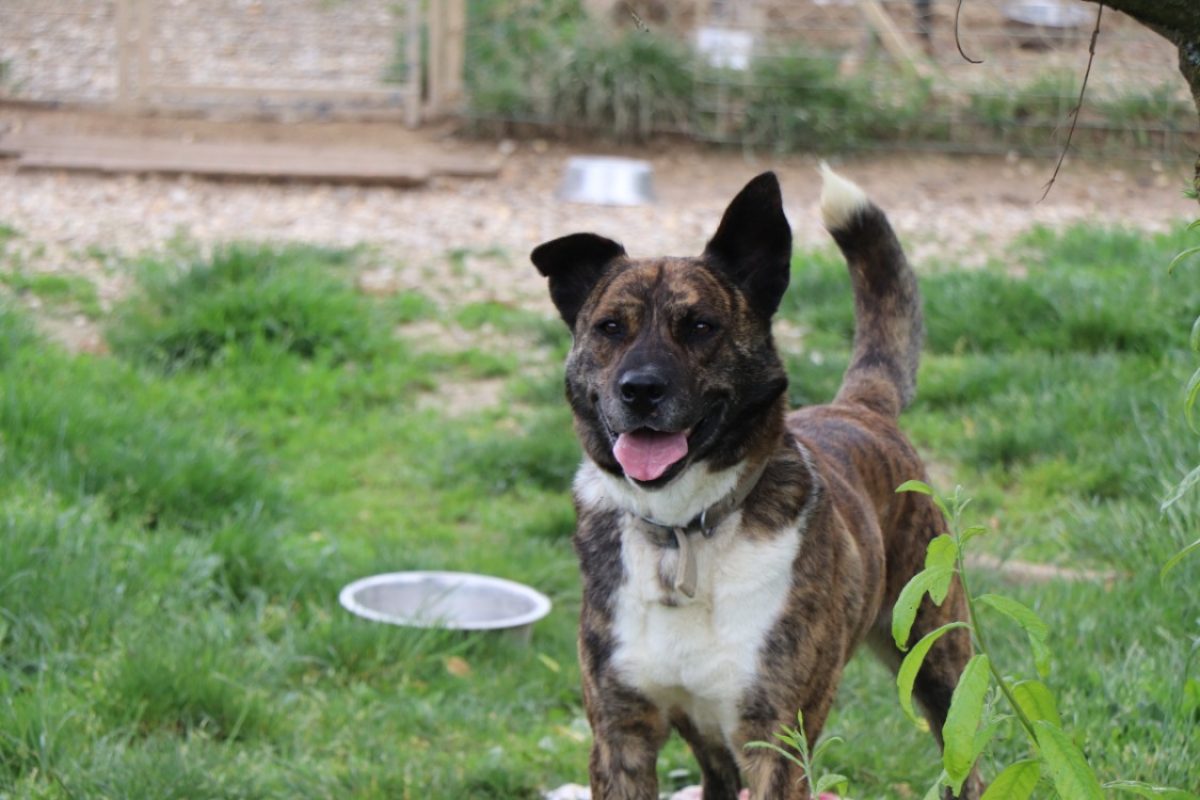 Simba - Chien Akita Inu à adopter - photo 10