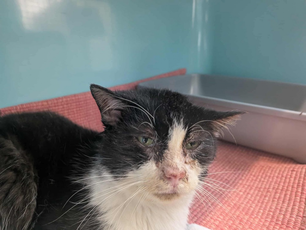 Photo de Croustillon