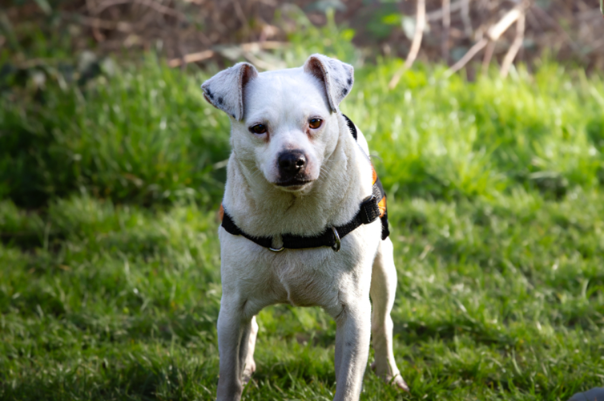 Photo #1 de Oaa jack