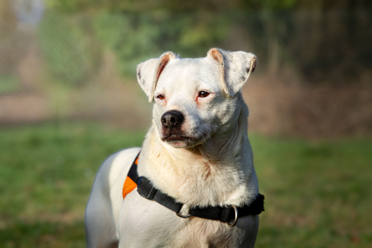 Photo #2 de Oaa jack