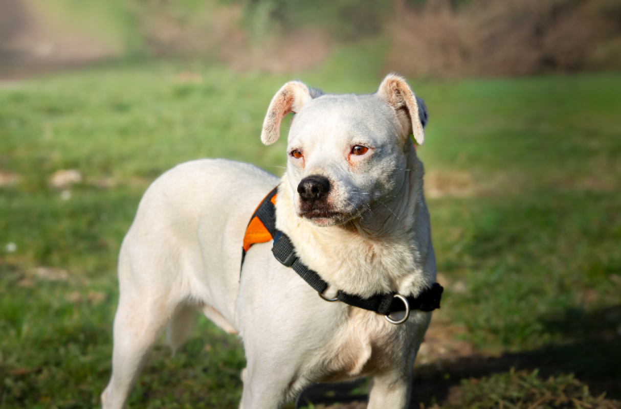 Photo #4 de Oaa jack