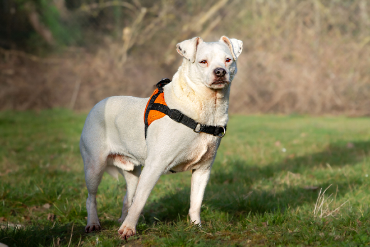 Photo #5 de Oaa jack