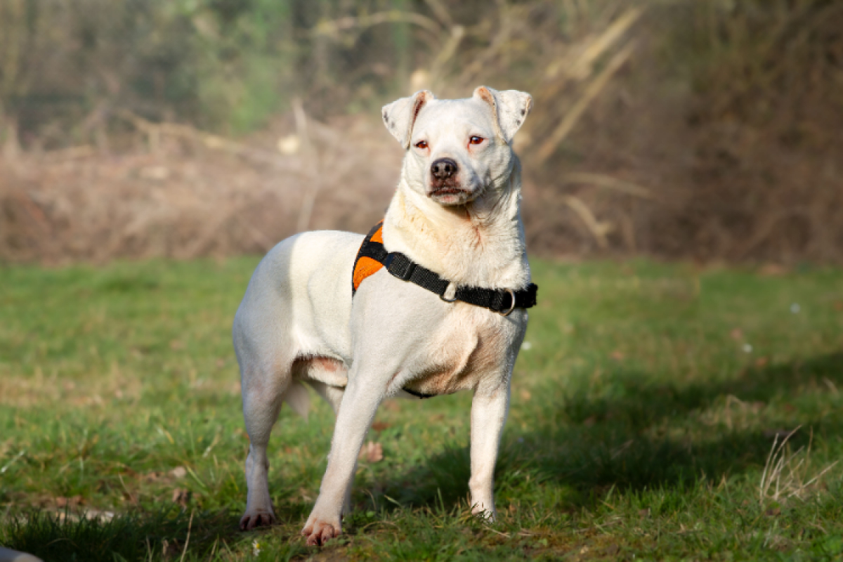 Photo #6 de Oaa jack