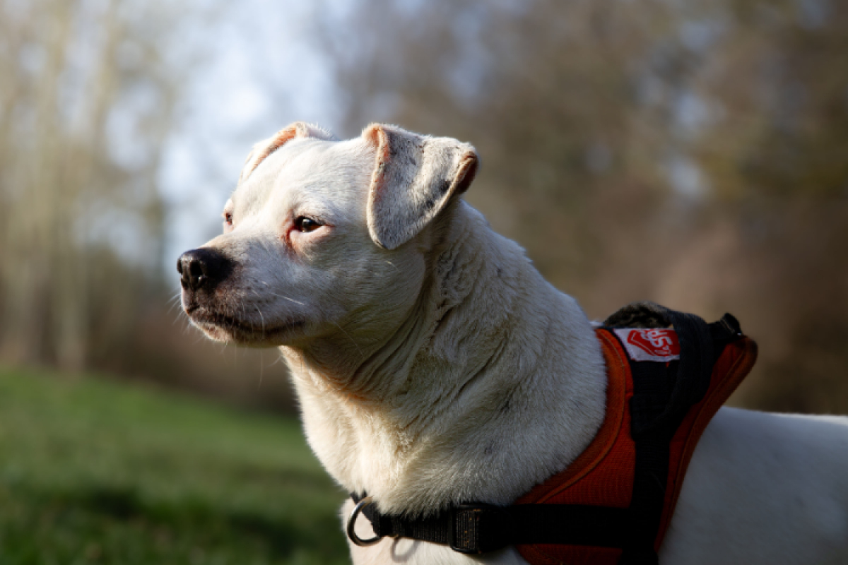 Photo #7 de Oaa jack