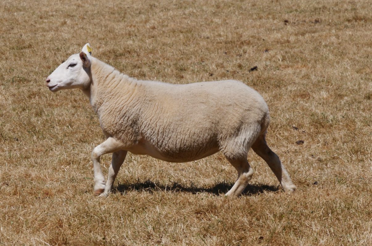 Jura - Animal de ferme Mouton à adopter