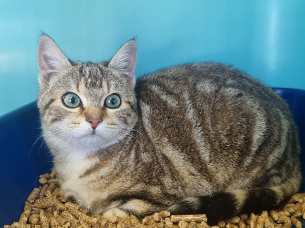 Photo #1 de Augustine