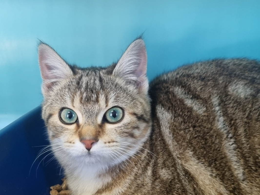 Photo #2 de Augustine