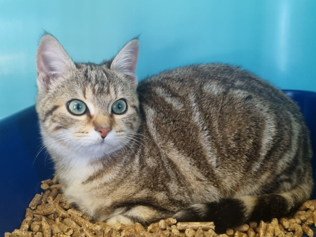 Photo #3 de Augustine