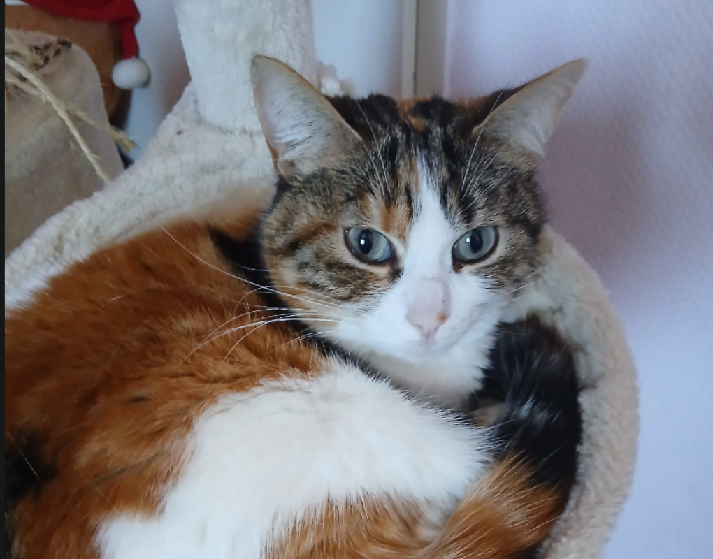 Photo #1 de Fripouille