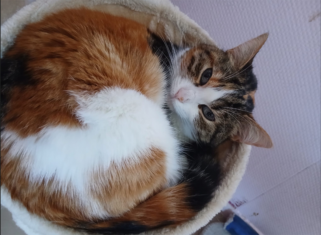 Photo #2 de Fripouille