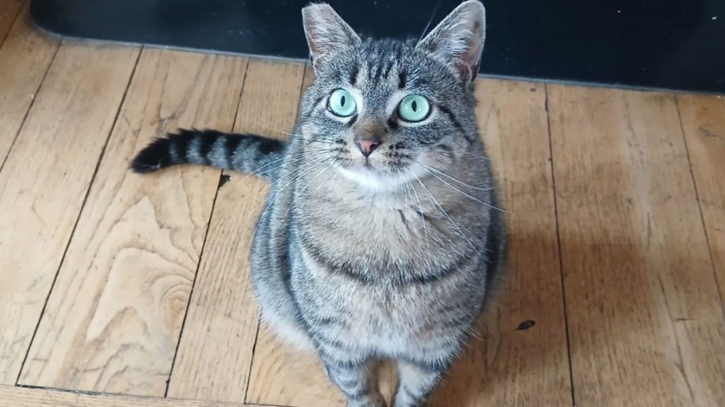 Photo #1 de Tandorii