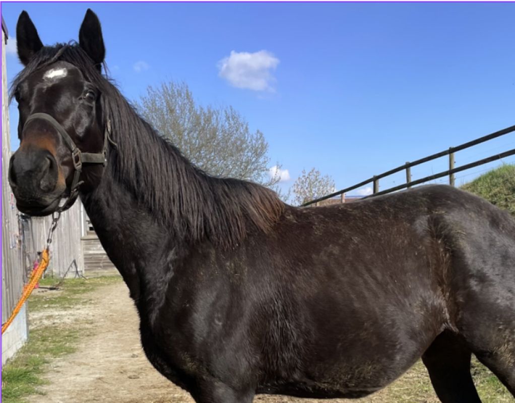 Photo de D'if princesse