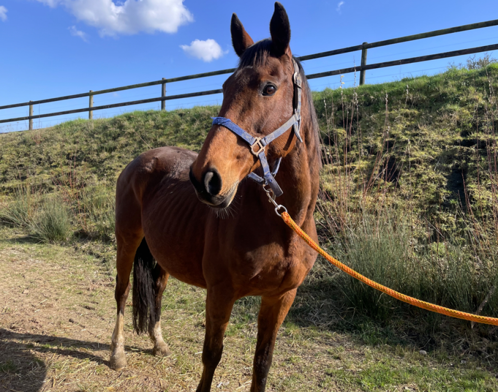 Photo de Marmalade lady