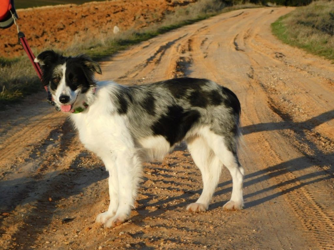 Photo #1 de CARLOTA, femelle Border collie douce et timide