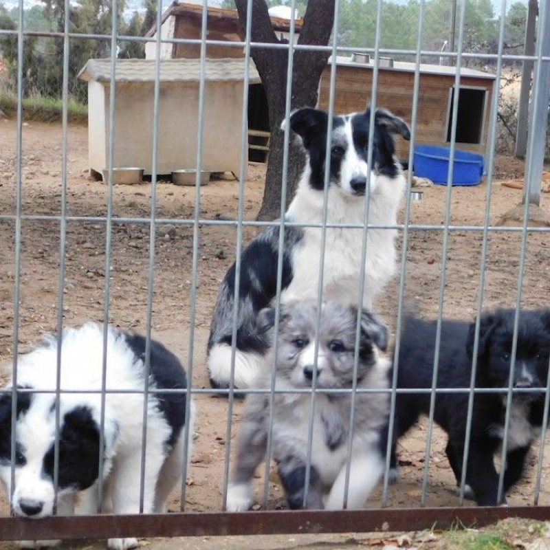 Photo #3 de CARLOTA, femelle Border collie douce et timide
