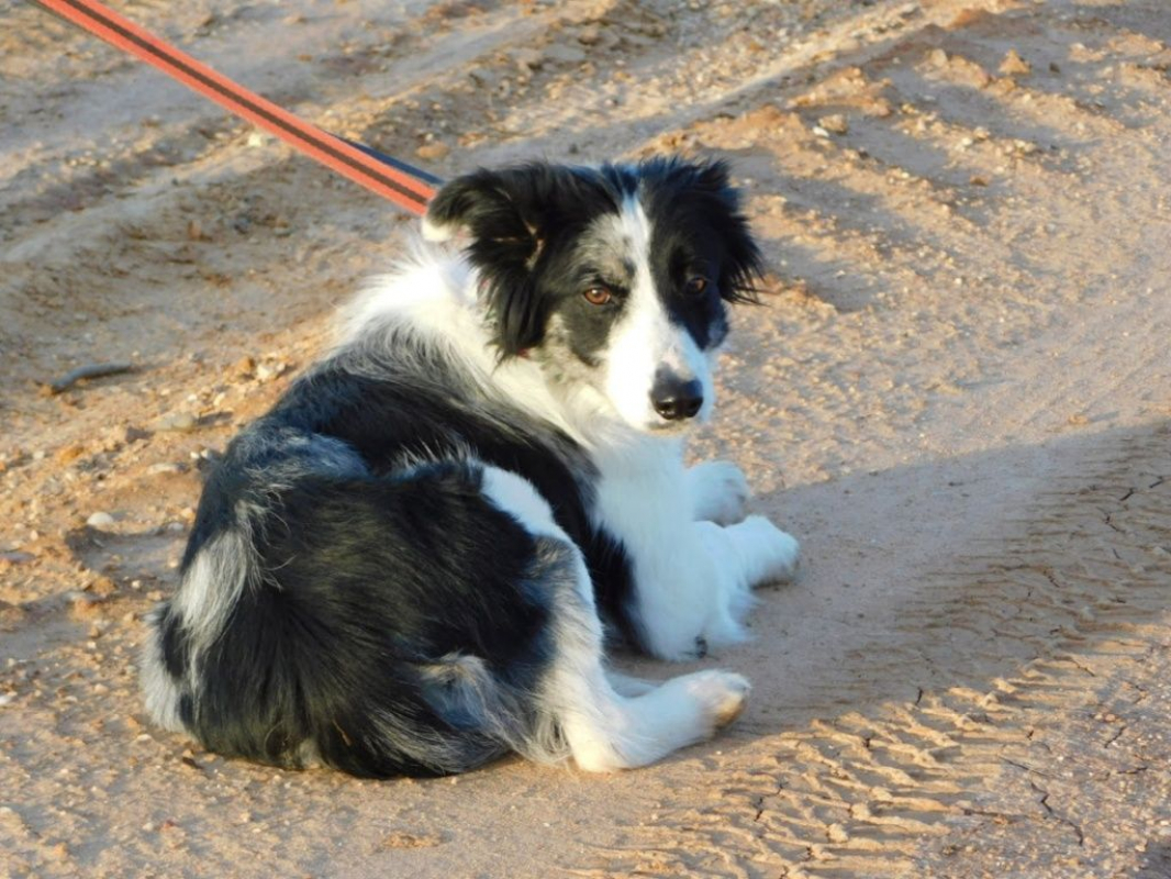 Photo #4 de CARLOTA, femelle Border collie douce et timide