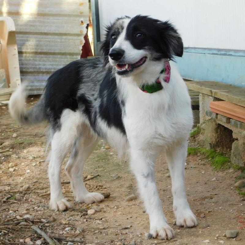 Photo #5 de CARLOTA, femelle Border collie douce et timide