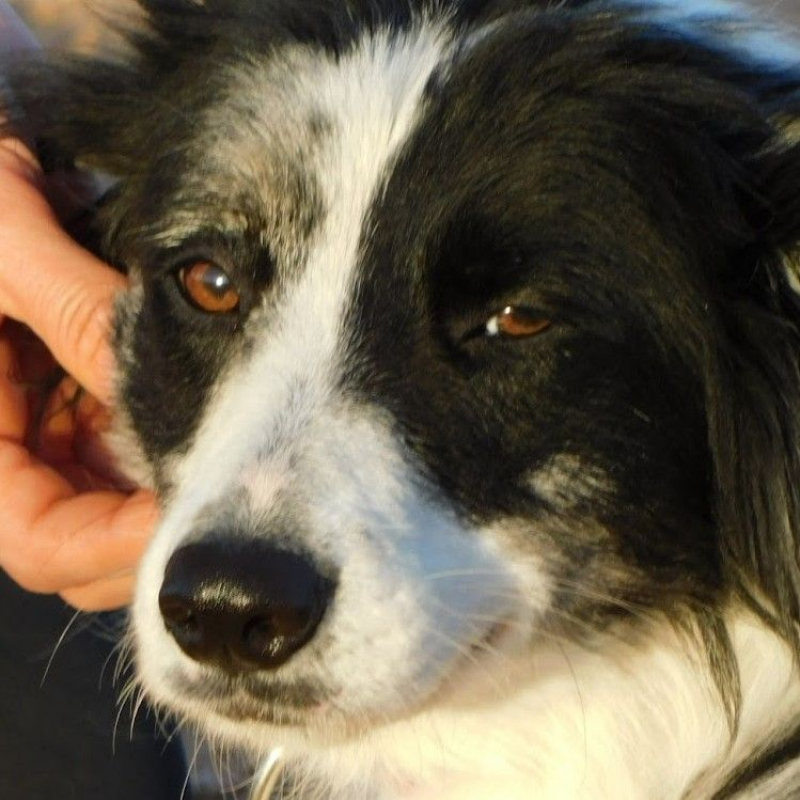Photo #6 de CARLOTA, femelle Border collie douce et timide