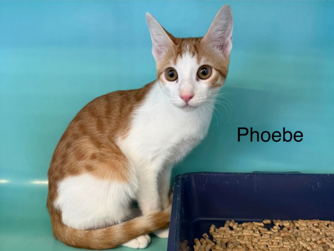 Photo de Phoebe