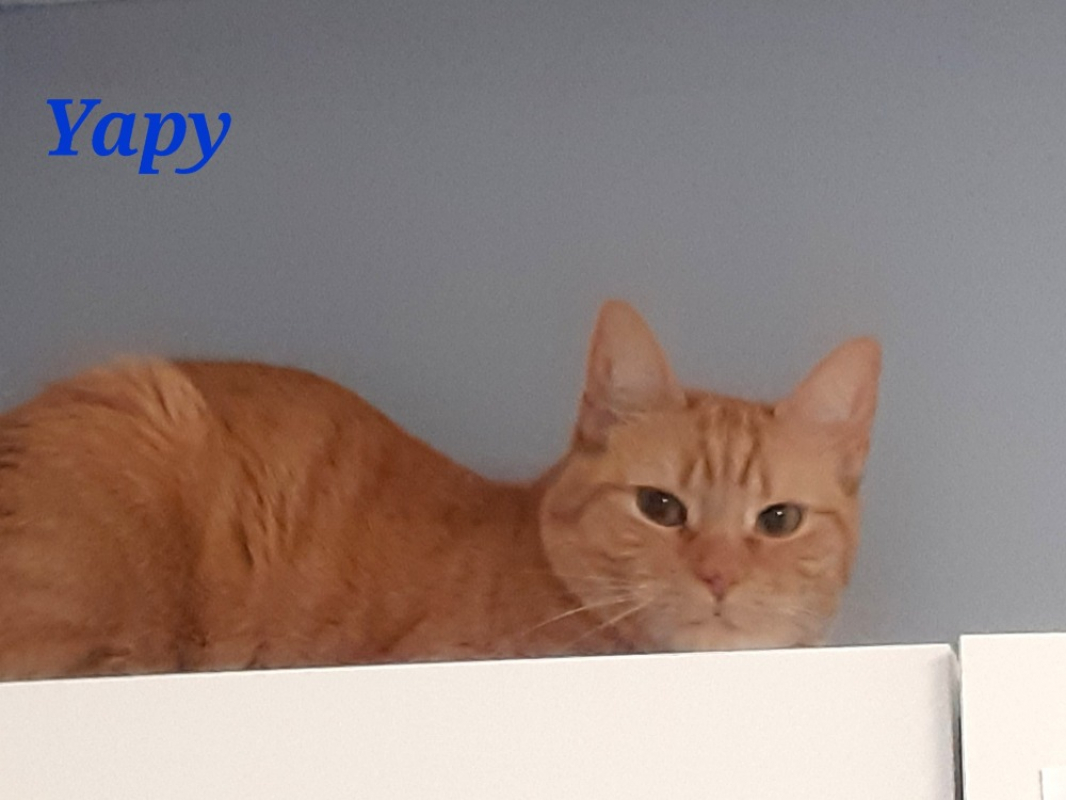 Photo de Yapy